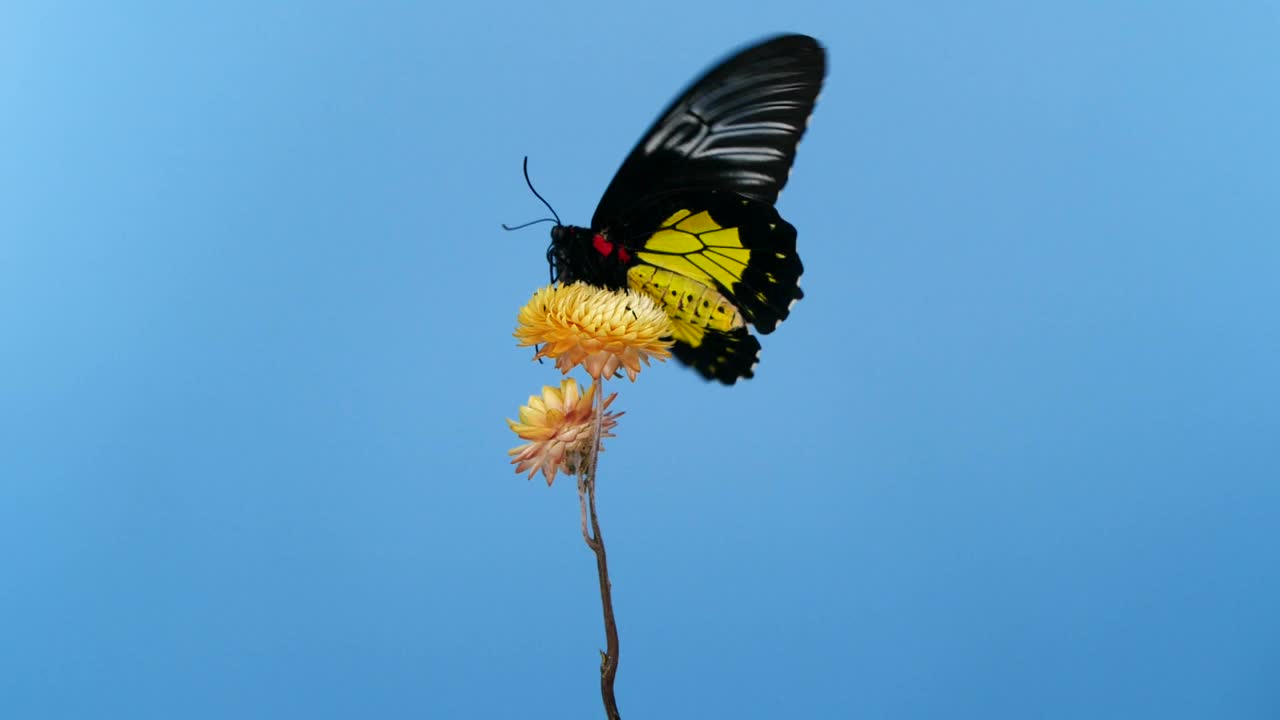 黄花上的鸟翅蝴蝶视频素材