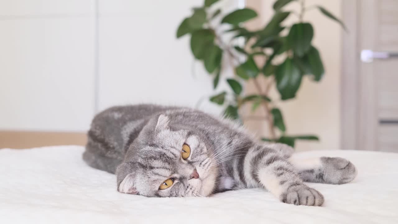 这只灰色的苏格兰折边猫打着呵欠躺在温暖的米色格子布里。温馨可爱的家概念与宠物。视频素材