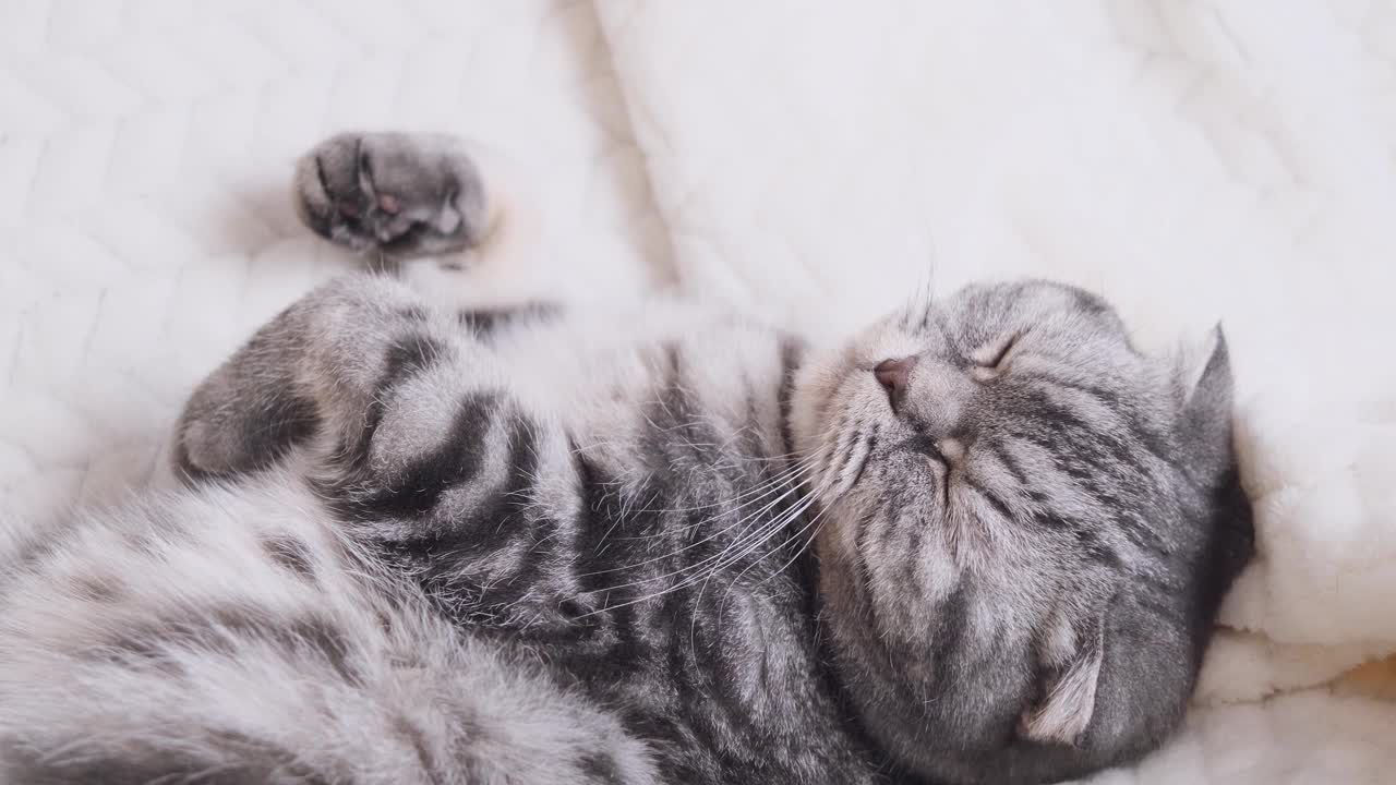 这只灰色的苏格兰折边猫打着呵欠躺在温暖的米色格子布里。温馨可爱的家概念与宠物。视频素材