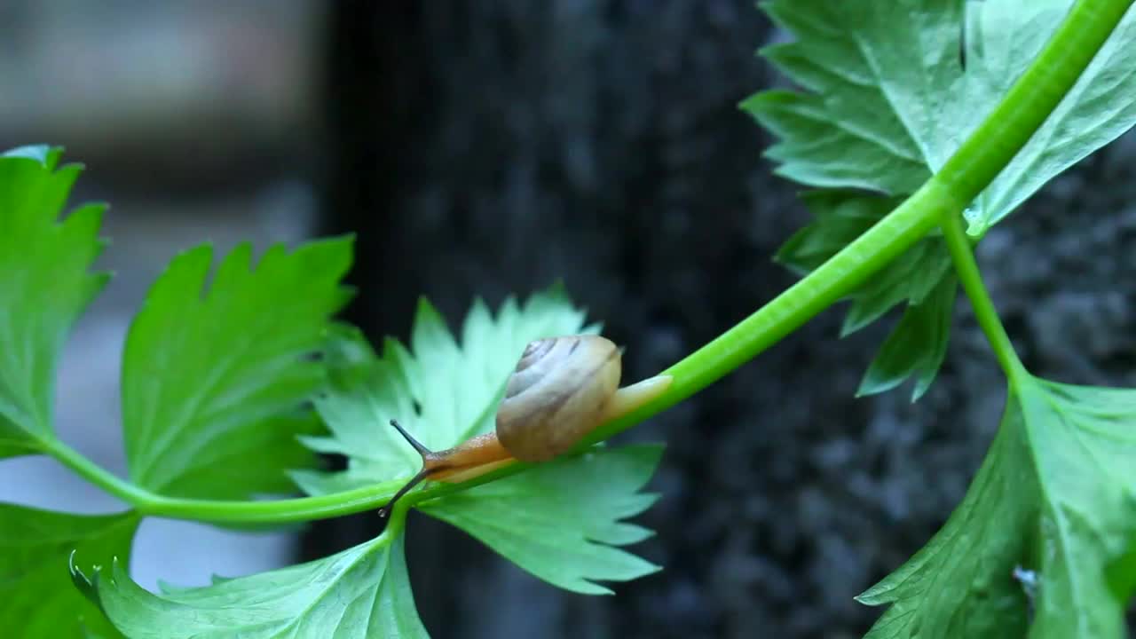 芹菜叶蜗牛视频素材