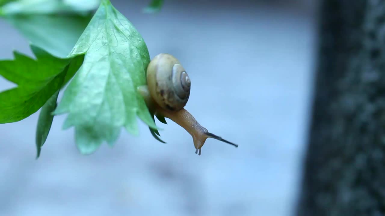 蜗牛宝宝视频素材