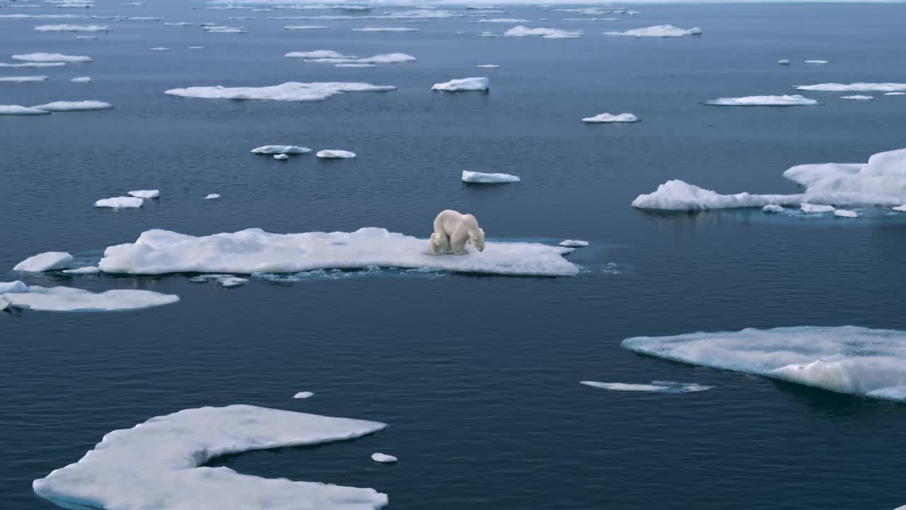 三只北极熊走在北极海冰上，冰川正在融化视频素材