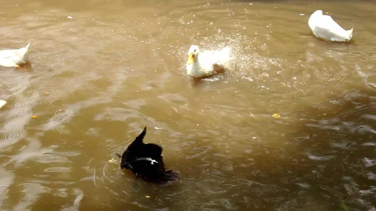 鸭子洗澡视频下载