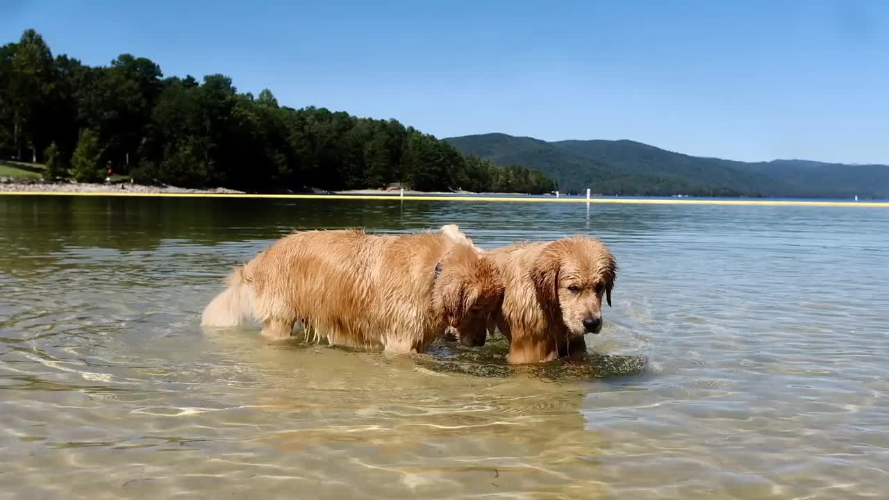 两只狗在户外的水里嬉戏嬉戏视频下载