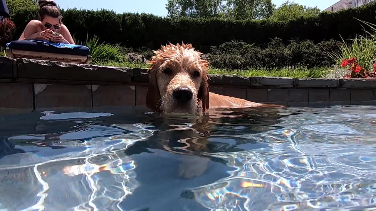 在后院的游泳池里，可爱的小狗游向摄像机视频下载