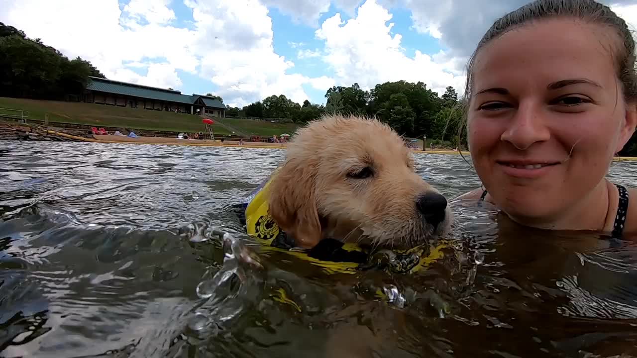 小狗穿着救生衣学习游泳视频下载