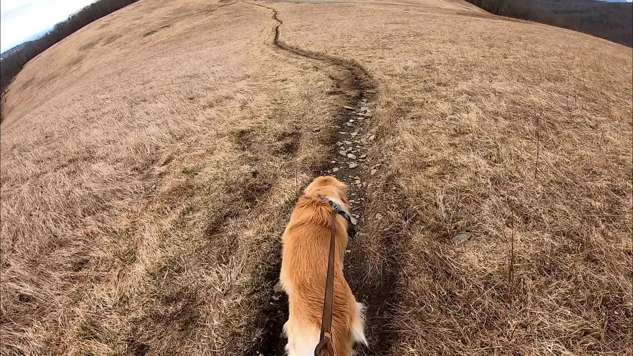 可爱的狗走过山间小路视频素材
