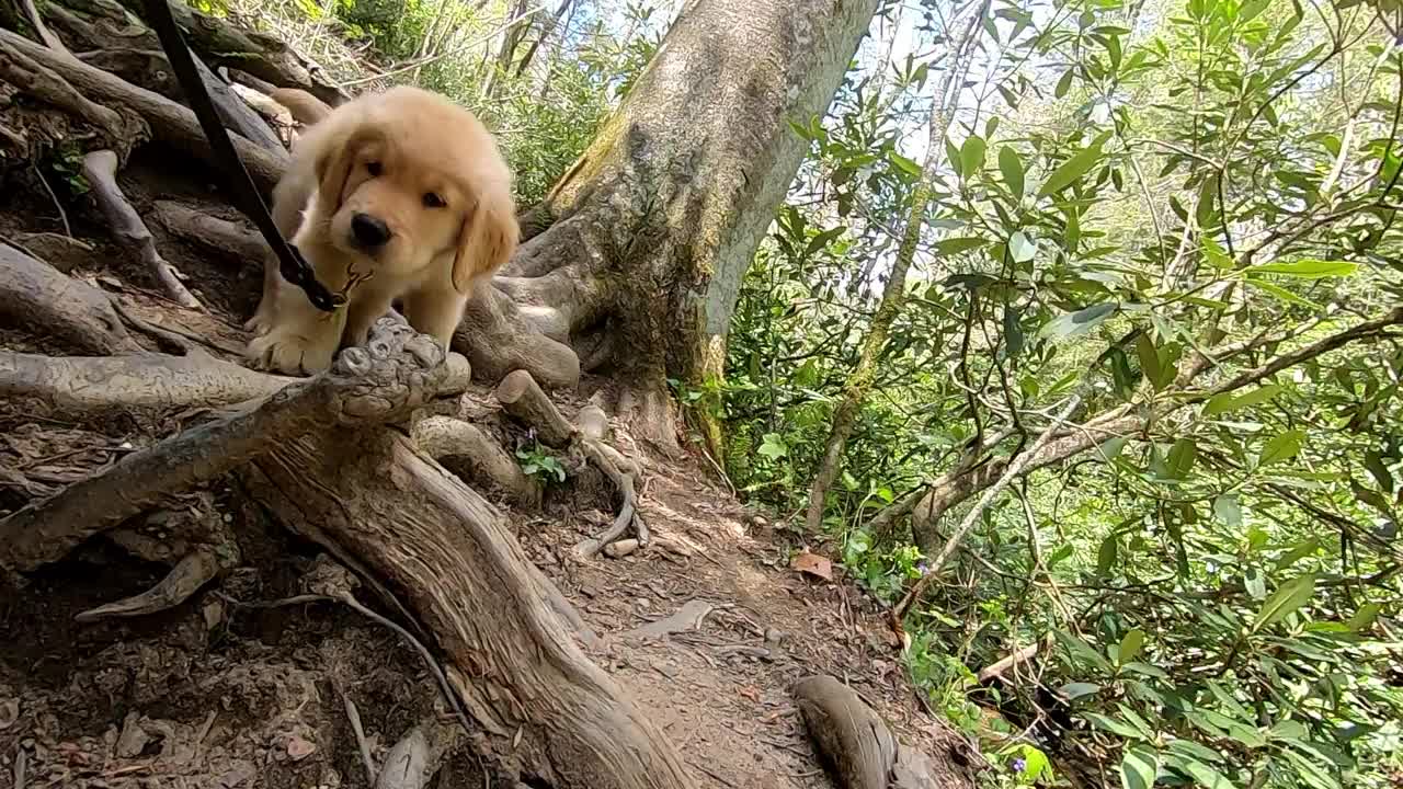 小狗在一条岩石小道上行走视频下载