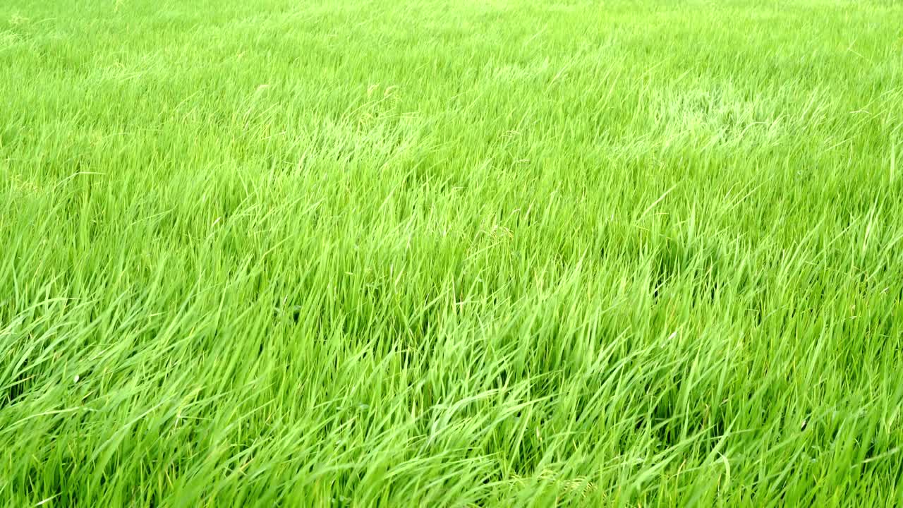 4k视频镜头水稻绿色的草地随风摇摆在绿色的田野现场白天的时间视频下载