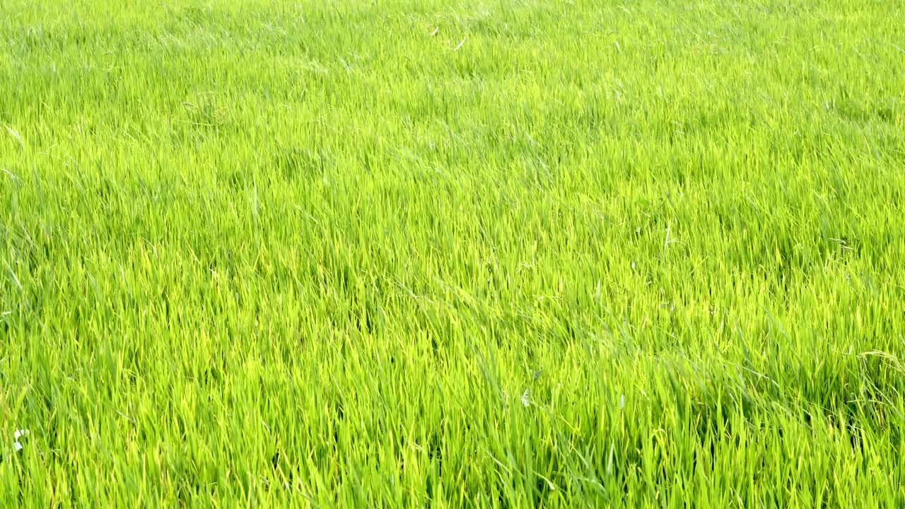 4k视频镜头水稻绿色的草地随风摇摆在绿色的田野现场白天的时间视频素材