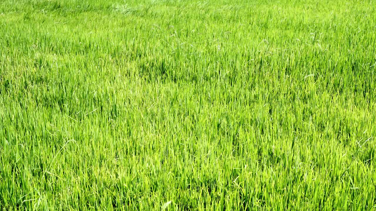 4k视频镜头水稻绿色的草地随风摇摆在绿色的田野现场白天的时间视频素材