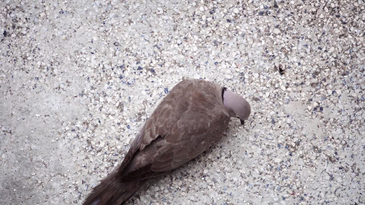 欧亚领斑鸠，链甲，吃地上的剩菜视频下载