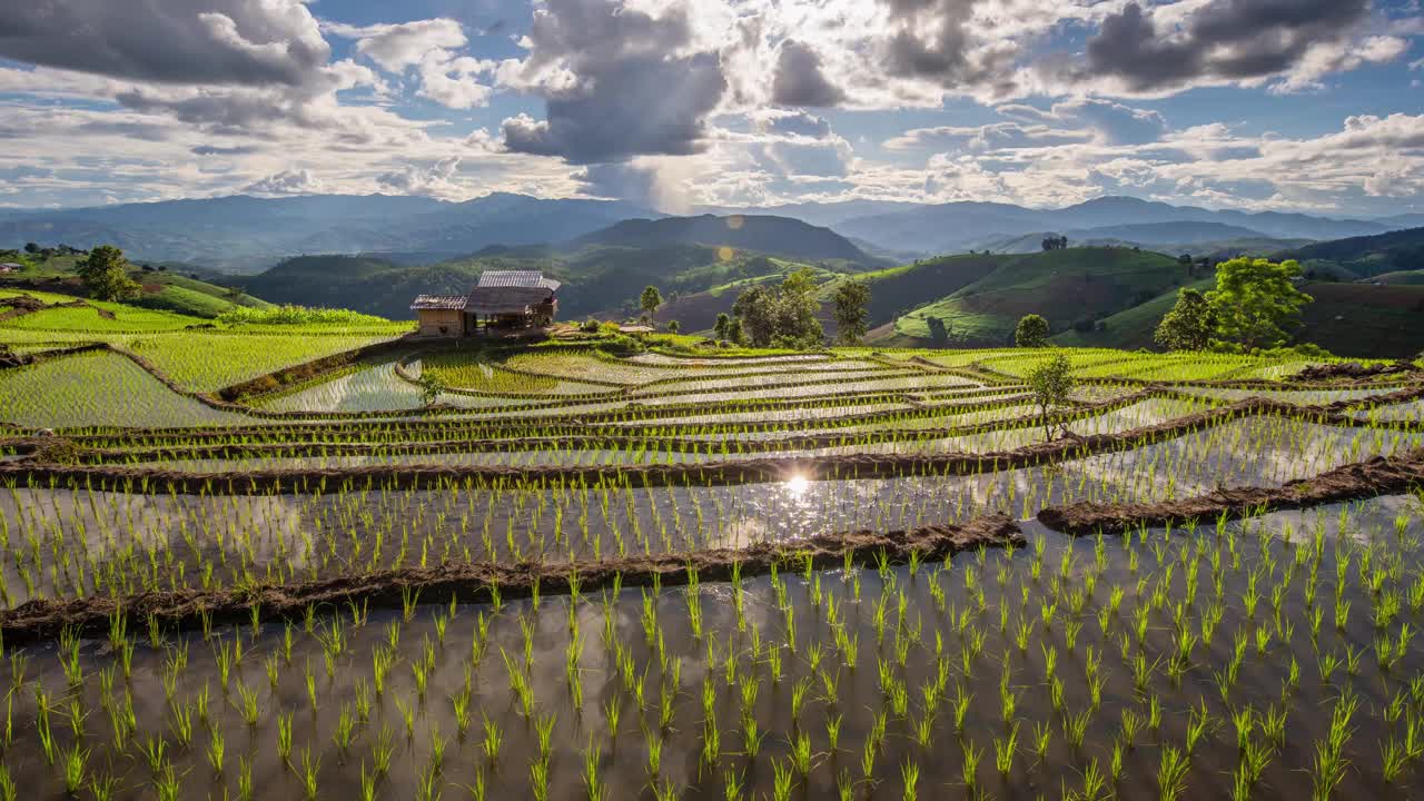 泰国北部槟乡的稻田视频下载
