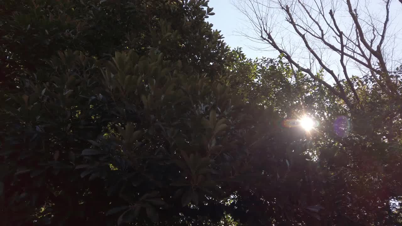 4 k阳光照射的树叶视频素材