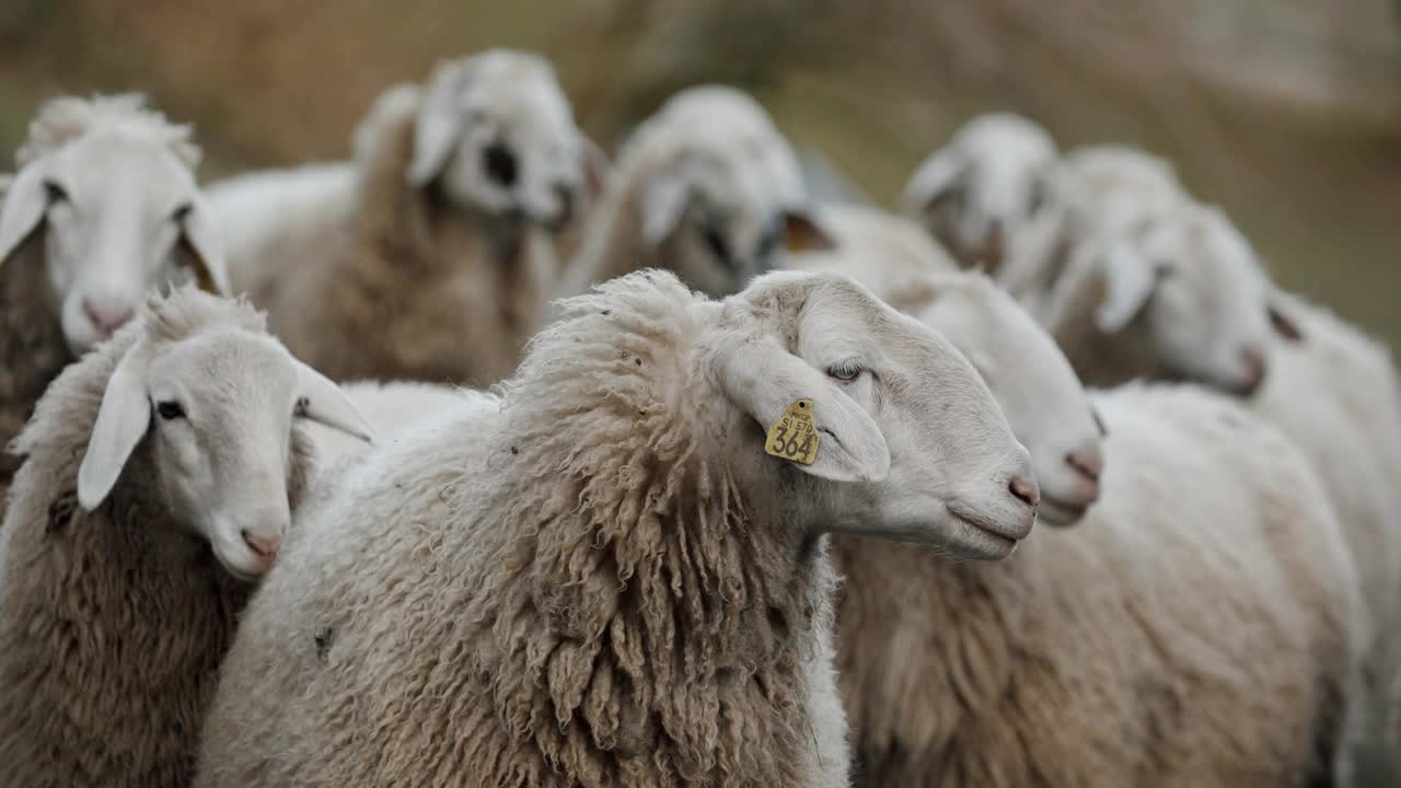 一群绵羊站在田野上，慢动作地向四周张望视频素材