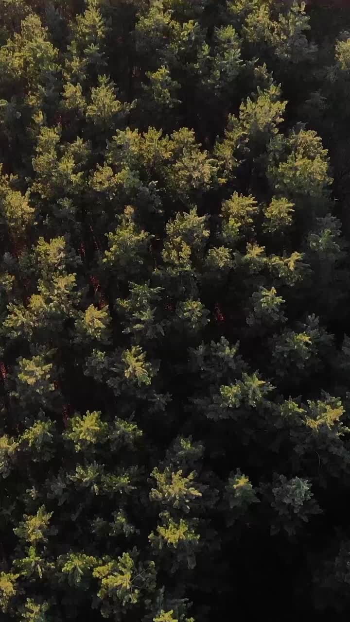 垂直无人机视频，4K分辨率。冬末飞过北方针叶林的树梢，春天来了。温暖的阳光照亮了无人机的摄像头。塞尔维亚视频素材