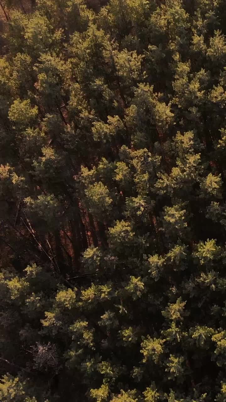 垂直无人机视频，4K分辨率。冬末飞过北方针叶林的树梢，春天来了。温暖的阳光照亮了无人机的摄像头。塞尔维亚视频素材