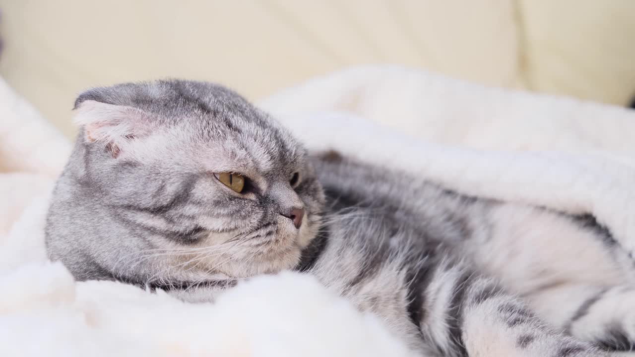 这只灰色的苏格兰折叠猫裹在温暖的米色格子里。视频素材