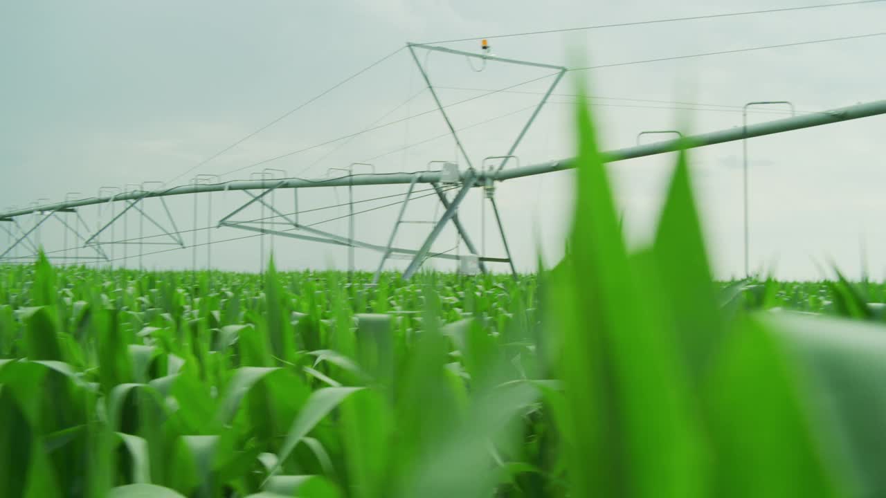 玉米田的中心支点灌溉系统。视频素材