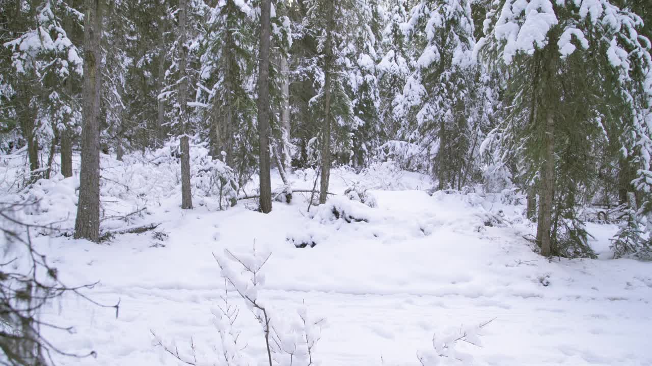 一家人穿雪鞋穿过白雪覆盖的树林视频素材
