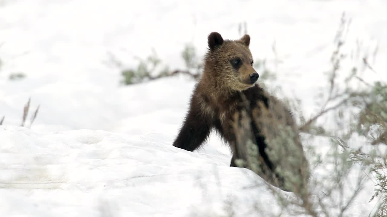 这是著名的610号灰熊幼崽(熊熊)从窝里出来后在雪地里休息的4K MS镜头视频素材