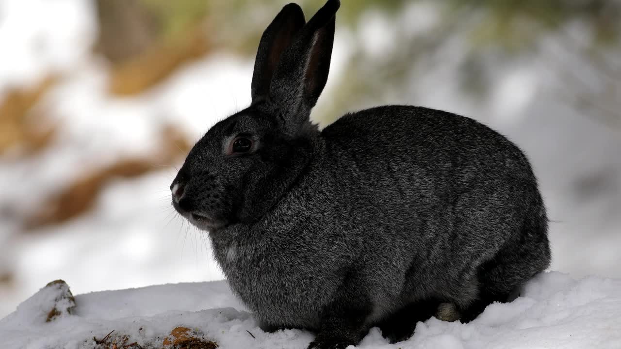 兔子。冬天的自然背景。视频下载