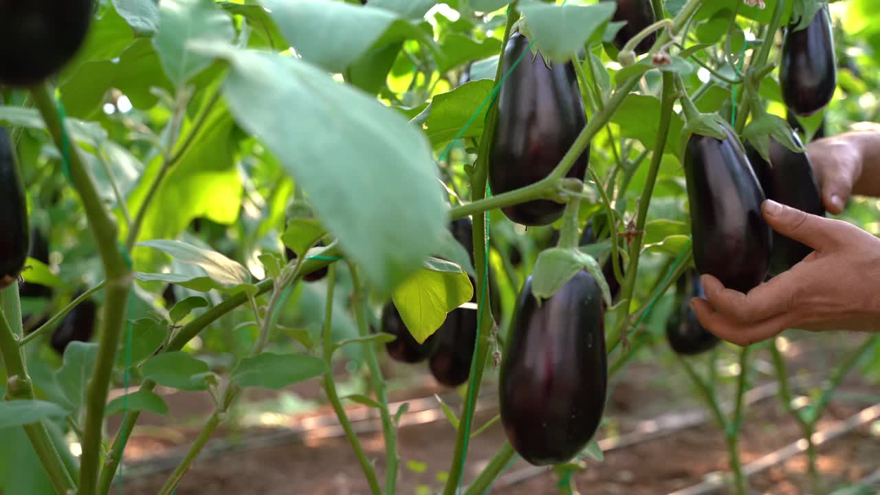 农民在茄子大棚收获茄子，近距离观看，4K视频视频素材