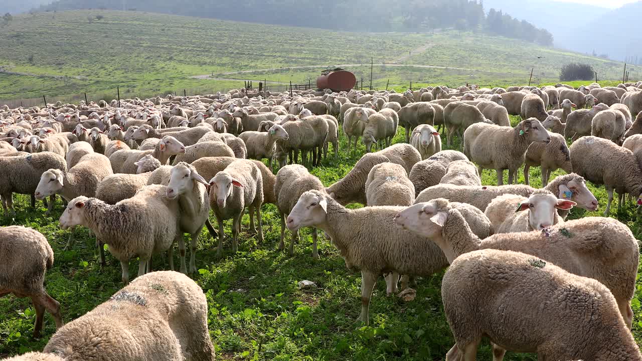 一群白羊在绿色的草地上吃草。视频素材