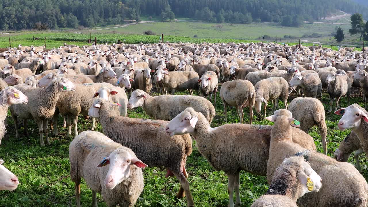 一群白羊在绿色的草地上吃草。视频素材