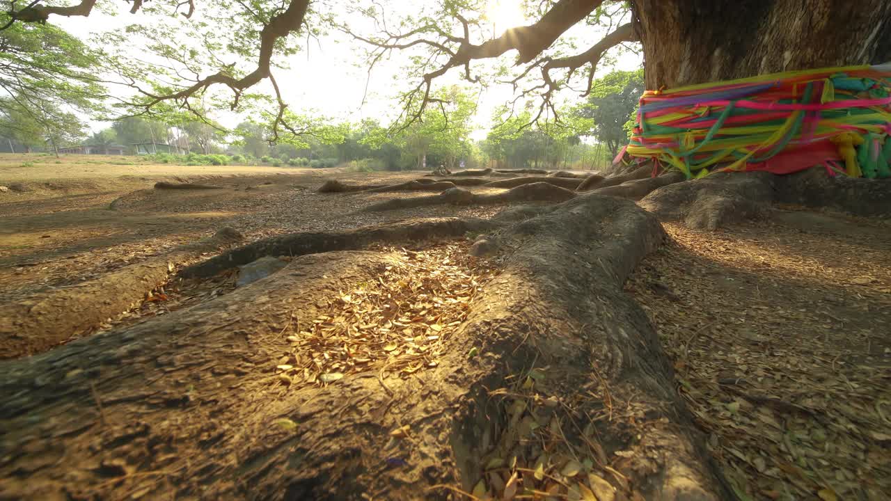 大树雨树是著名的地标视频素材