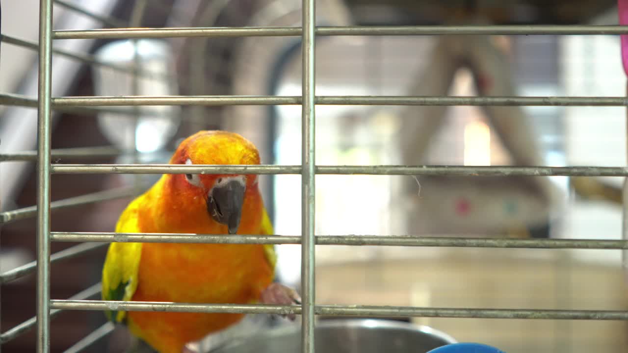 太阳Conure在笼子里在家视频素材