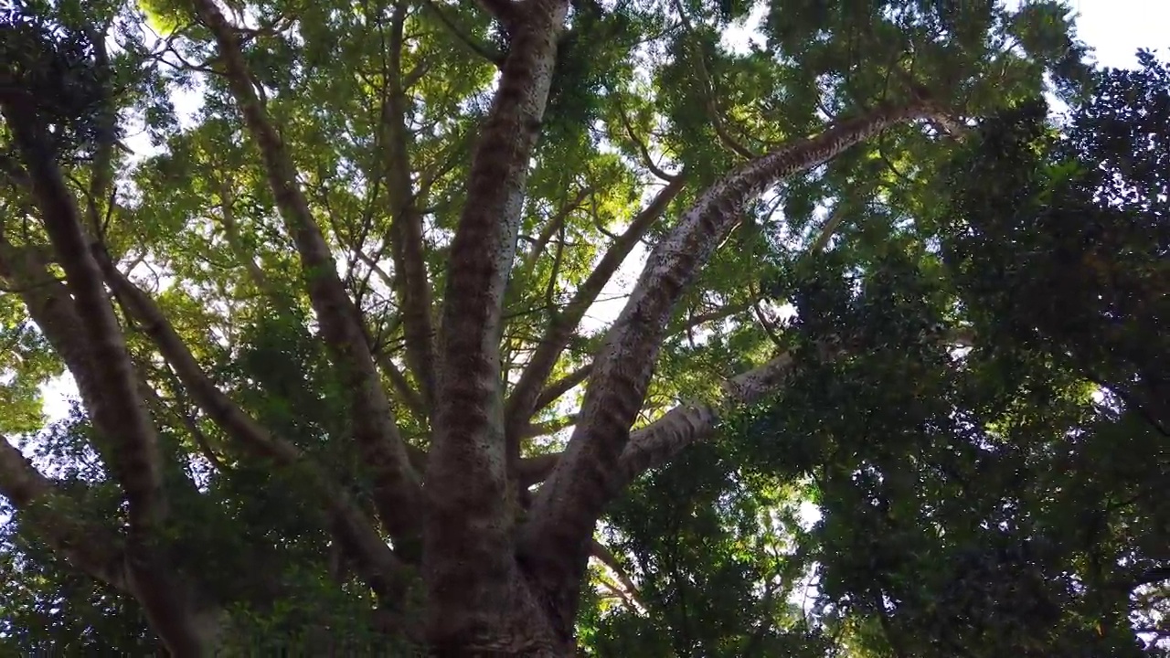 森林中大树的顶视图。树冠与明亮的下午阳光和射线。抬头看树。视频素材