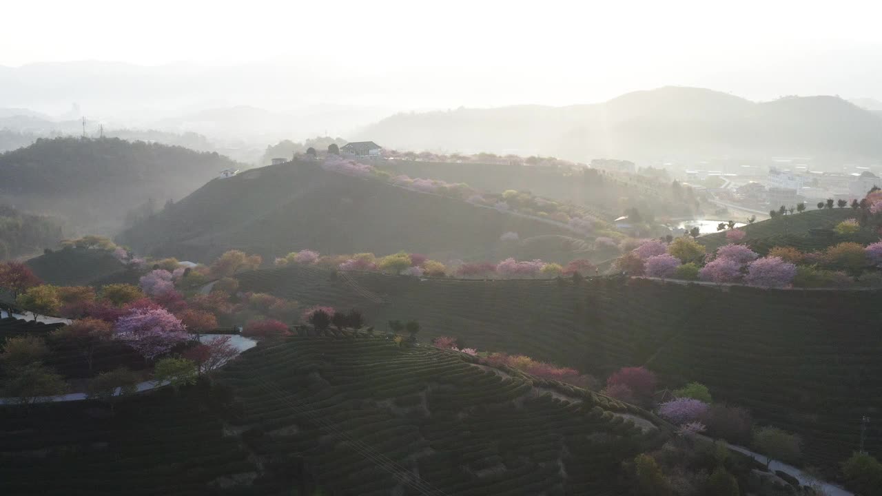 鸟瞰中国传统茶园，傍晚茶山上盛开的樱桃树，中国福建龙岩永福樱花园视频下载