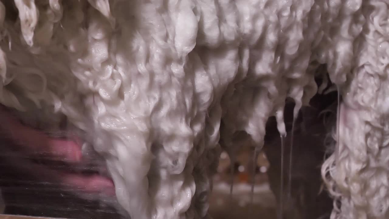 沐浴中的一头卷曲的野牛视频素材