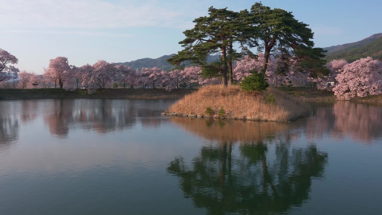 樱花和松树倒映在池塘里的日落(缩小)视频素材