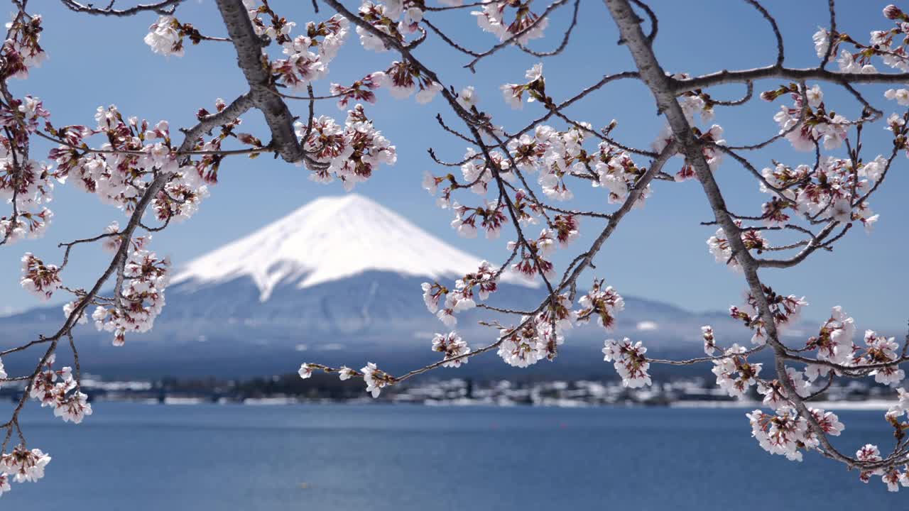 富士山上川口湖上的樱花(平移/机架聚焦)视频素材