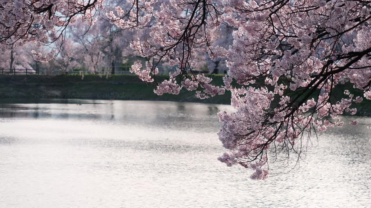 日落时池塘边的樱花视频素材