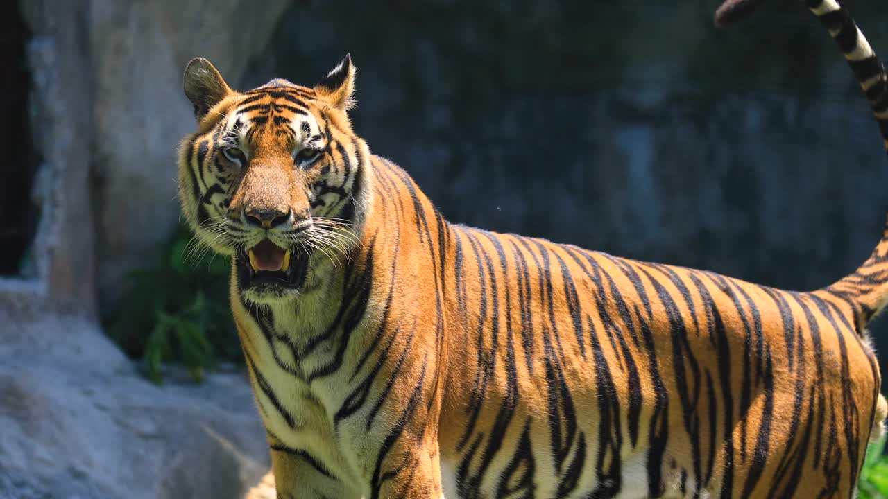 野生成年老虎躺在自然栖息地的地上。视频下载