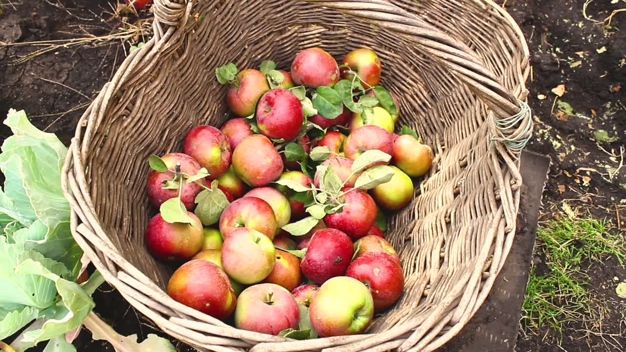 苹果丰收。篮子里的苹果。视频下载