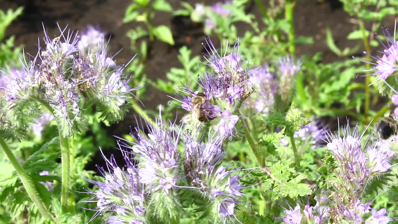 蜜蜂采集花蜜并为花朵授粉。视频下载