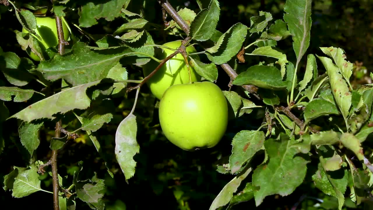 丰收的苹果。树上结着苹果。视频下载