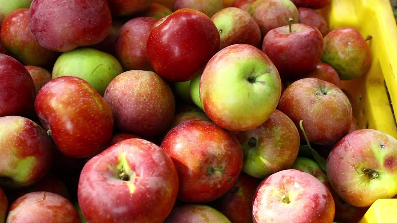 苹果丰收。成熟多汁的美味苹果。视频下载