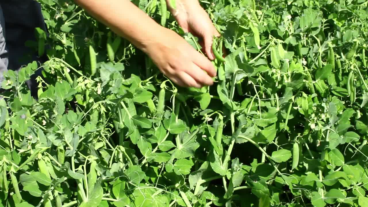 一个女人在检查一个豌豆种植园。成熟的豌豆。视频下载