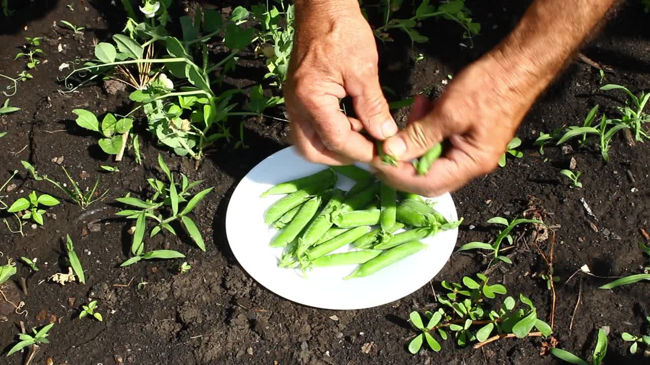 一个人收割绿色的豌豆荚。成熟的豌豆。盘子里种了一种新的豌豆。视频下载