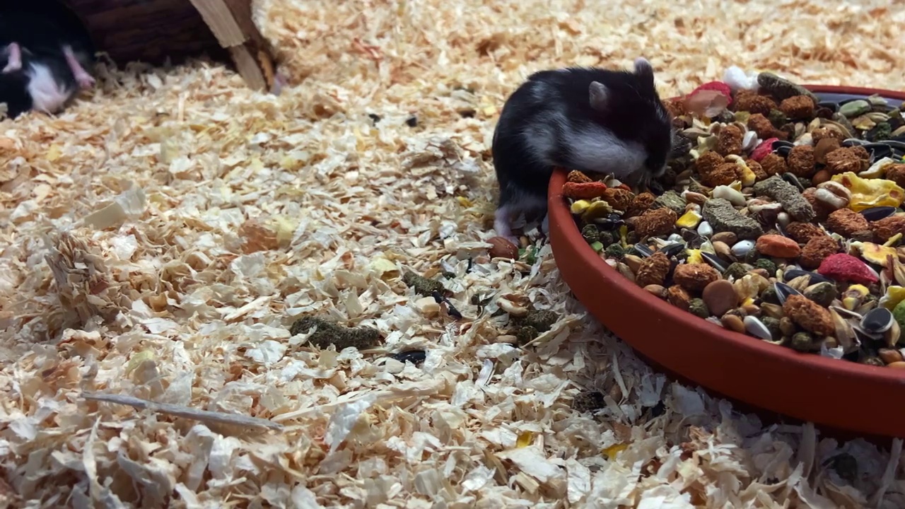 非常非常小的仓鼠在吃谷物视频下载