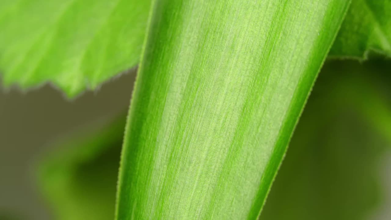 一滴水在新鲜的绿叶上作为一个特写的自然背景视频素材