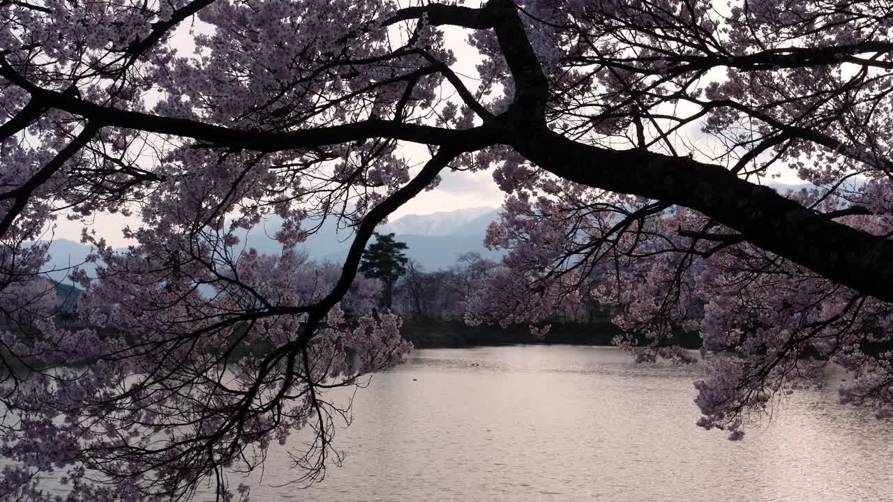 池塘边随风摇曳的樱花视频素材