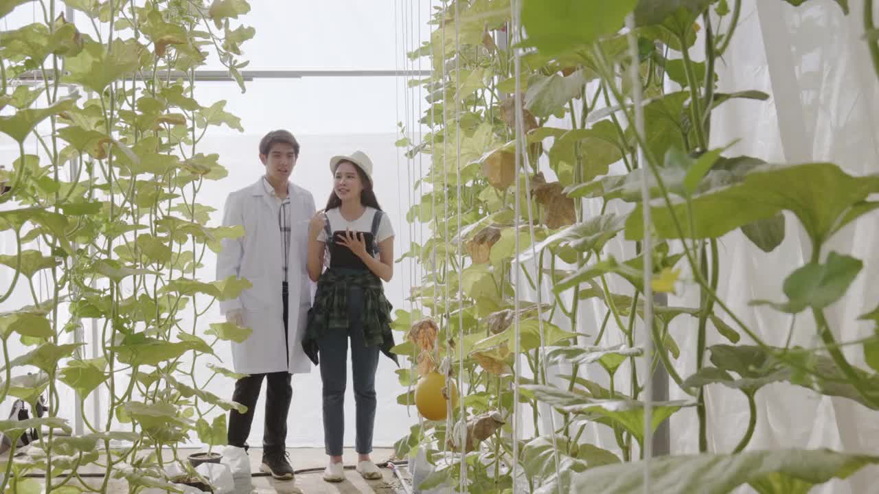 20-30岁的亚裔农民和科学家。在她的餐厅里，你可以在自己的花园里种植西瓜，作为自己的食物，并将它们作为原料为顾客烹饪。视频下载