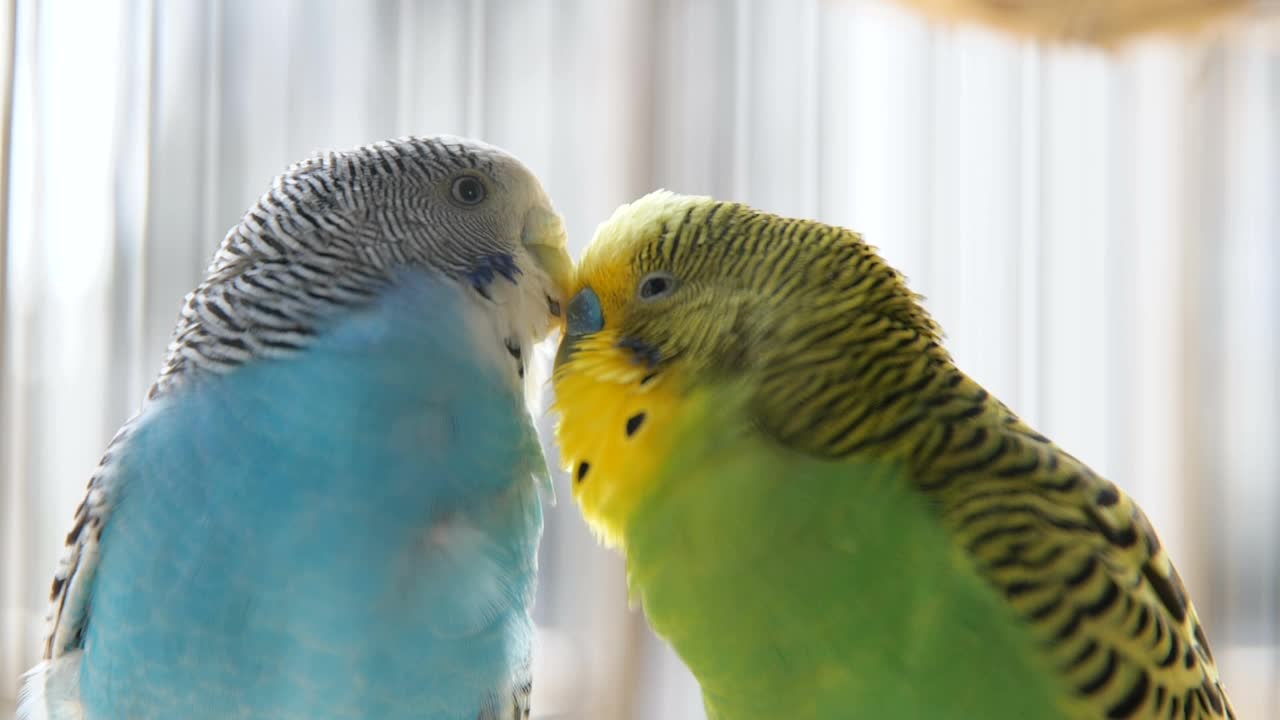 两只虎皮鹦鹉在鸟笼中亲吻和梳理视频素材