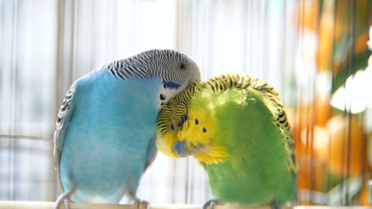 两只虎皮鹦鹉在鸟笼里梳理羽毛视频素材